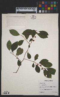 Ilex verticillata image