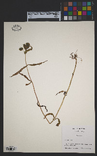 Bidens cernua image