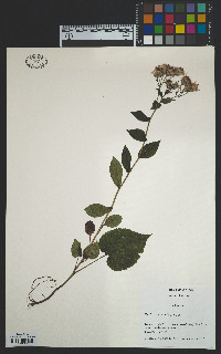 Eurybia macrophylla image