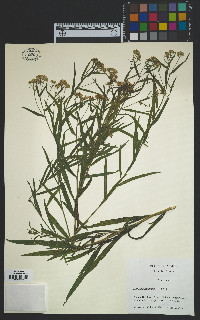 Euthamia graminifolia image