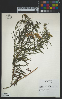 Euthamia graminifolia image