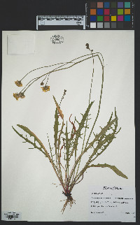 Scorzoneroides autumnalis image