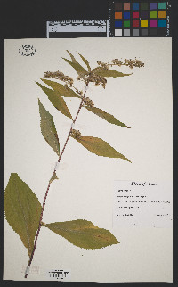 Solidago arguta var. arguta image