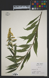 Solidago gigantea image