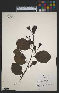 Alnus viridis ssp. sinuata image
