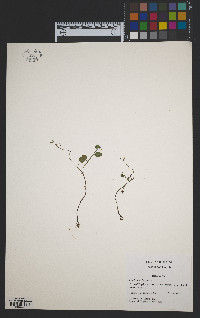 Cardamine longii image