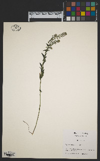 Lepidium campestre image