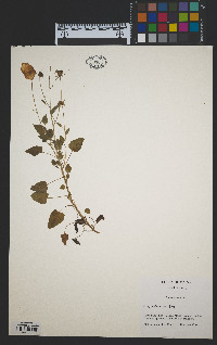 Campanula carpatica image