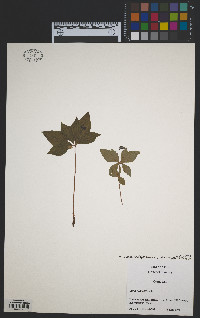 Cornus canadensis image