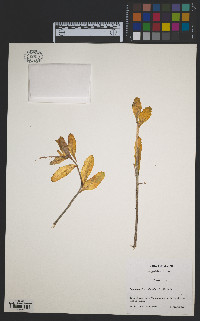 Hylotelephium telephium image