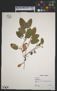 Epigaea repens image