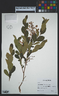 Lyonia ligustrina var. ligustrina image