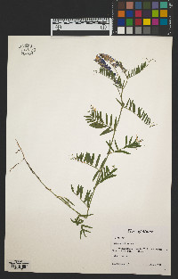 Vicia cracca subsp. cracca image