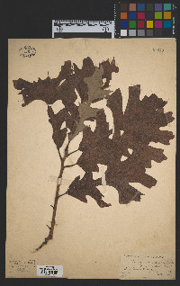 Quercus macrocarpa image