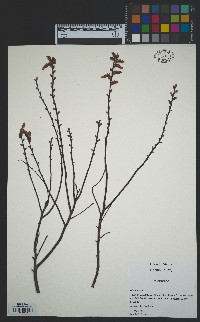 Myrica gale image