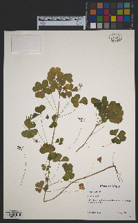 Oxalis stricta image