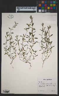 Polygonum aviculare subsp. depressum image