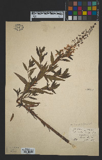 Lysimachia terrestris image