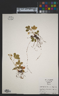 Fragaria virginiana subsp. virginiana image