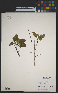 Prunus domestica var. insititia image
