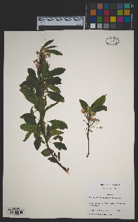 Prunus pensylvanica image