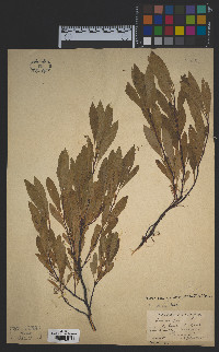 Prunus pumila var. depressa image