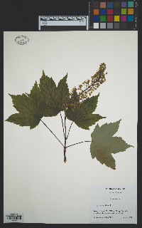 Acer pseudoplatanus image