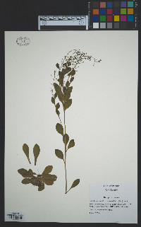 Samolus valerandi subsp. parviflorus image