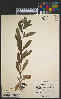 Myosotis scorpioides image