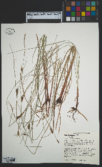 Carex lasiocarpa image