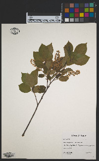 Prunus virginiana image