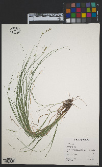 Carex foenea image