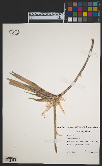 Sporobolus michauxianus image