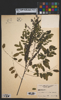 Amorpha fruticosa image