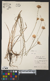 Eriophorum virginicum image