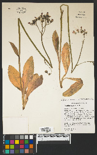 Pilosella aurantiaca image