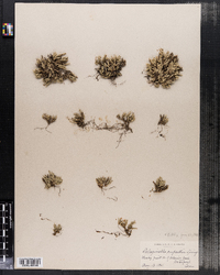 Selaginella rupestris image