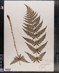 Dryopteris carthusiana image