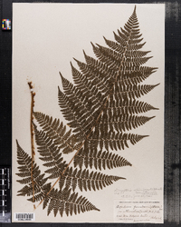 Dryopteris intermedia image