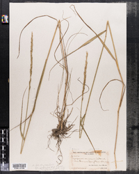 Elymus trachycaulus ssp. trachycaulus image