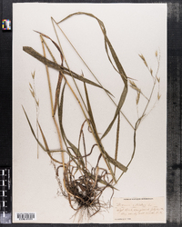 Bromus ciliatus image