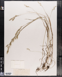 Bromus racemosus image