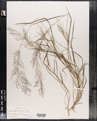 Eragrostis frankii image