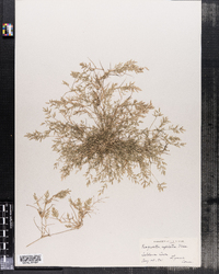 Neeragrostis reptans image