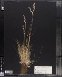 Festuca ovina image