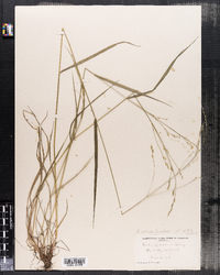 Festuca subverticillata image