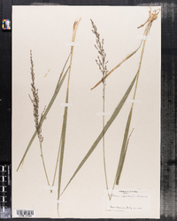 Molinia caerulea image