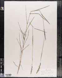 Image of Muhlenbergia racemosa