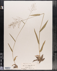 Dichanthelium sphaerocarpon var. isophyllum image