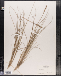 Spartina patens image